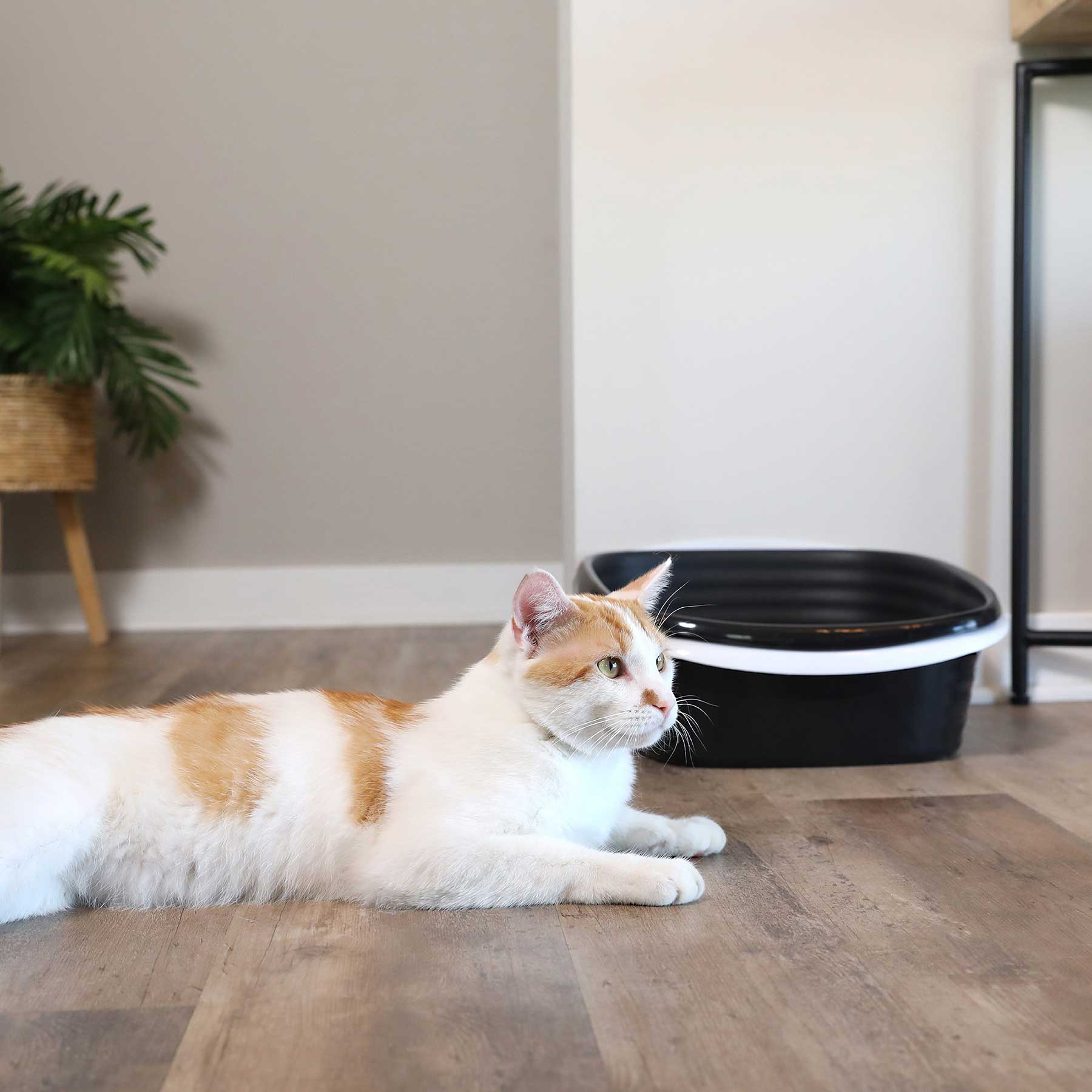 Arm & Hammer Sifting Litter Box - Image 6