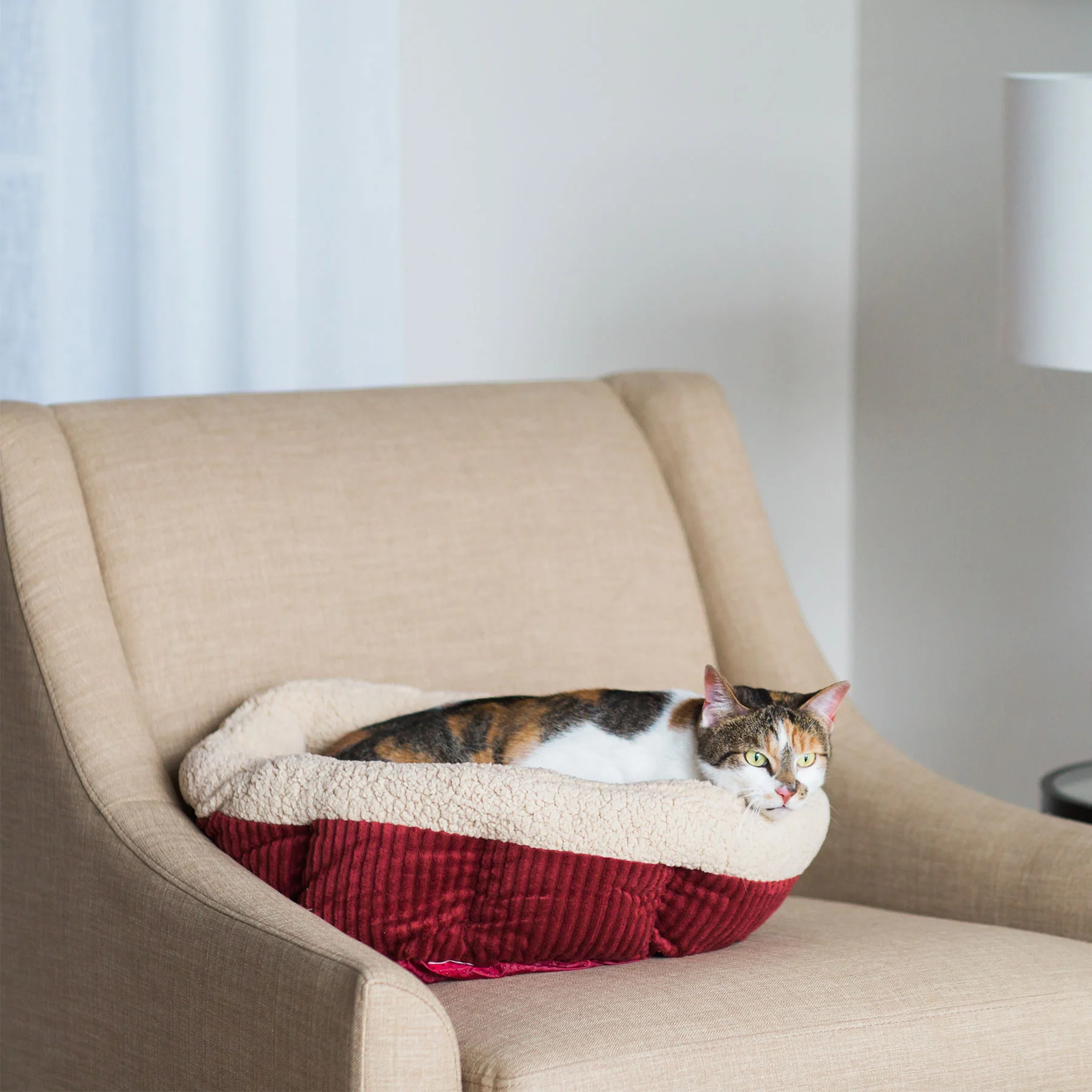 Aspen Pet Self-Warming Oval Lounger Pet Bed - Image 6