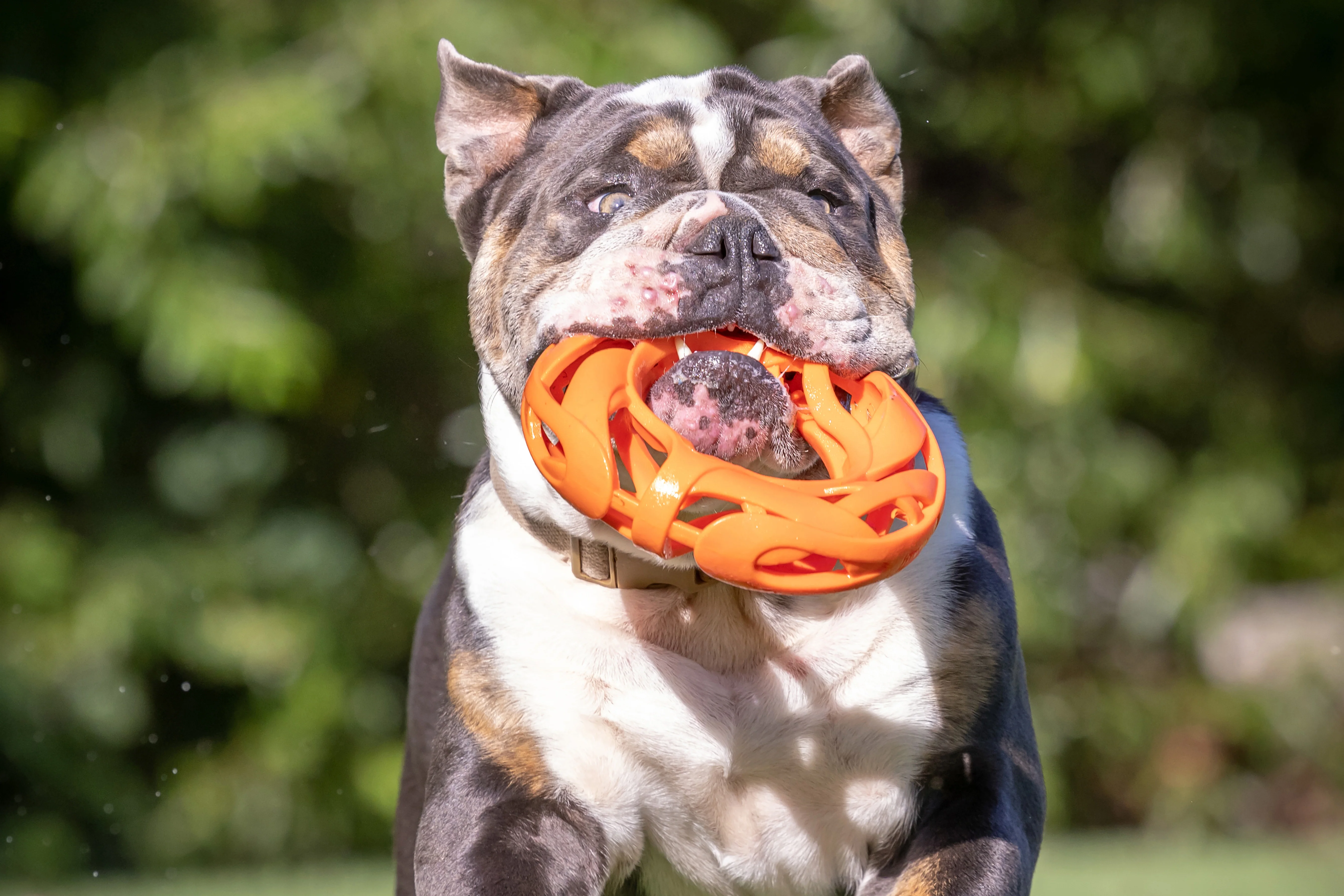 Chuckit! Air Fetch Football Dog Toy - Image 5