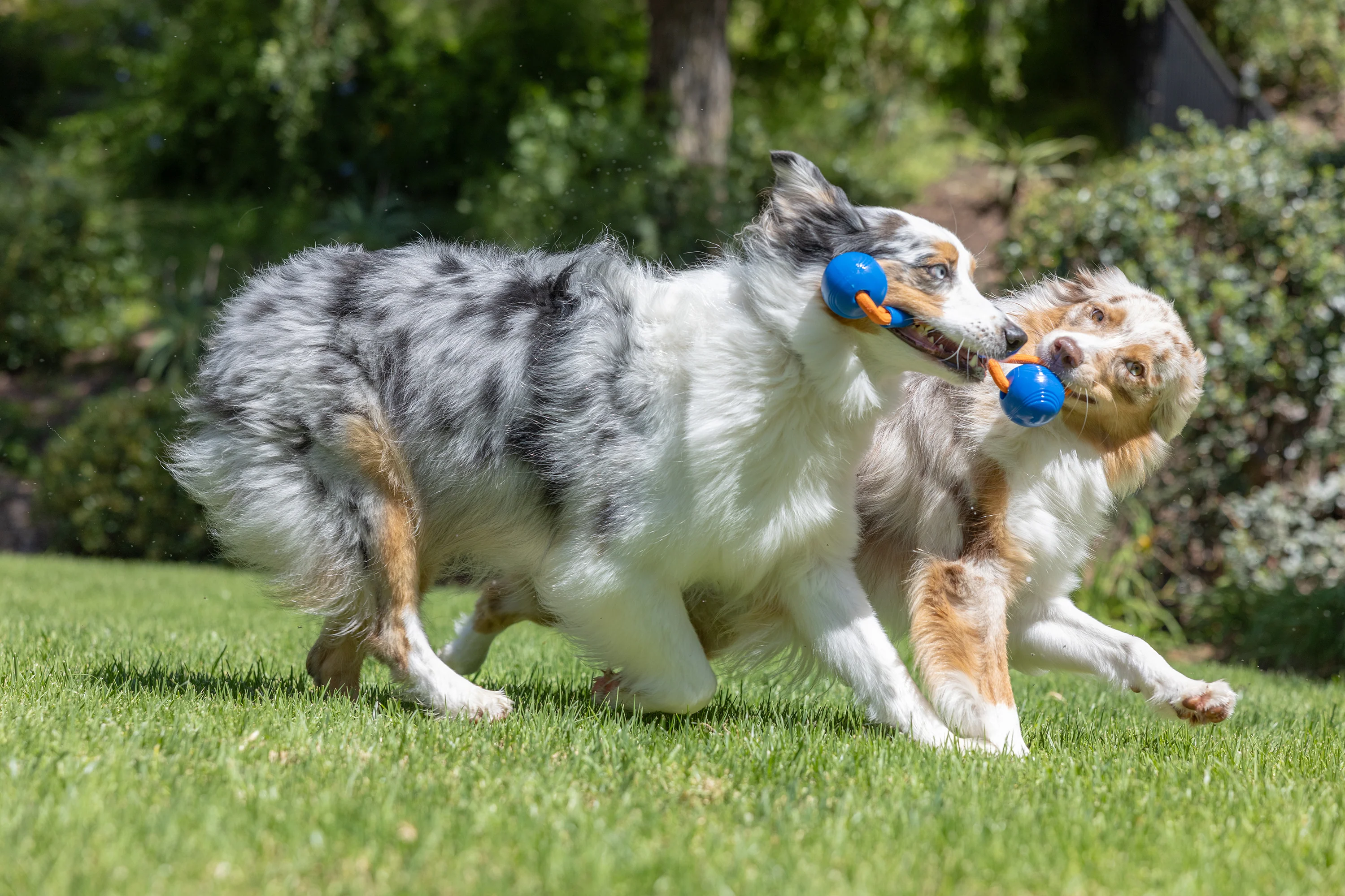 Chuckit! Crunch Duo Tug Dog Toy - Image 7