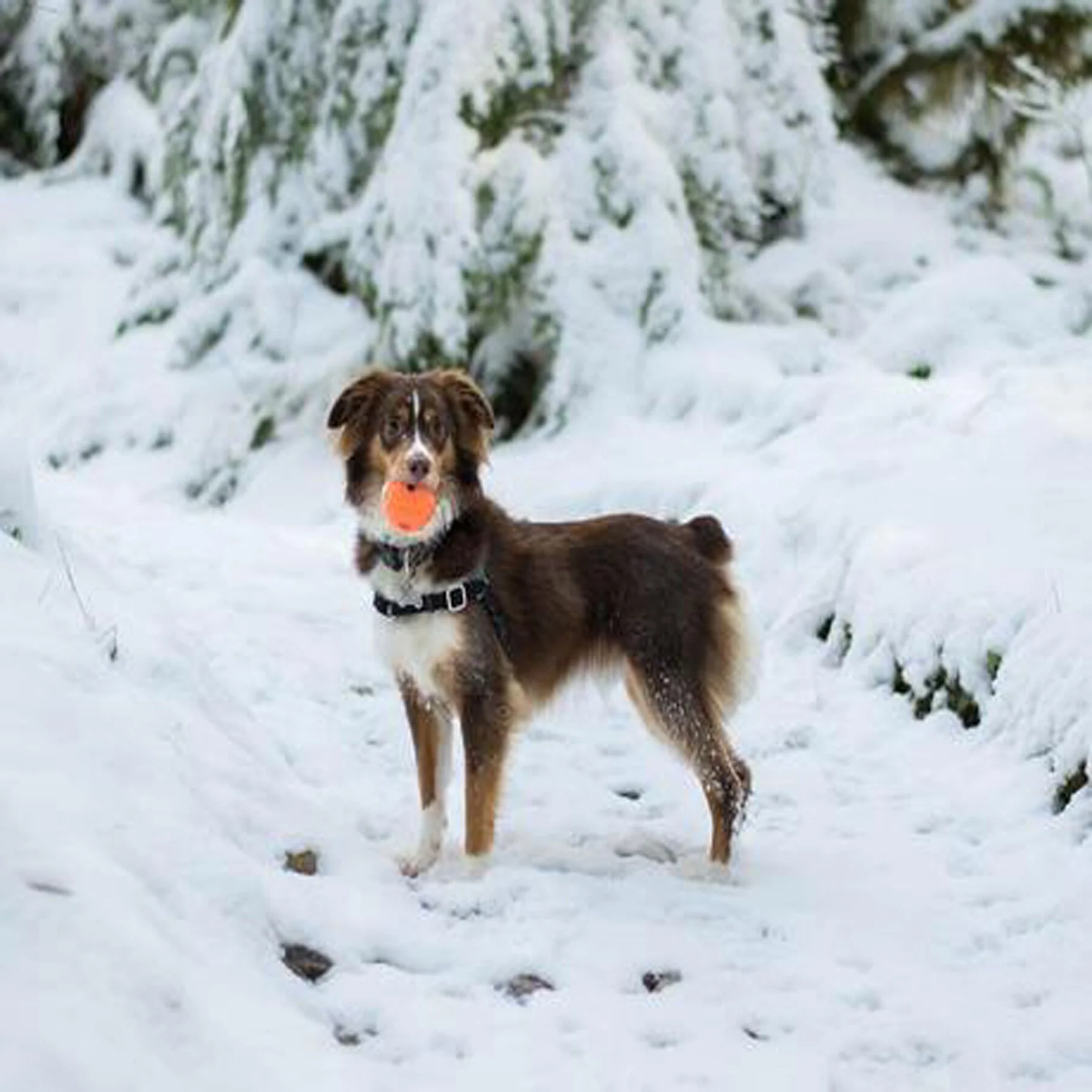 Chuckit! Fetch Ball Dog Toy - Image 4