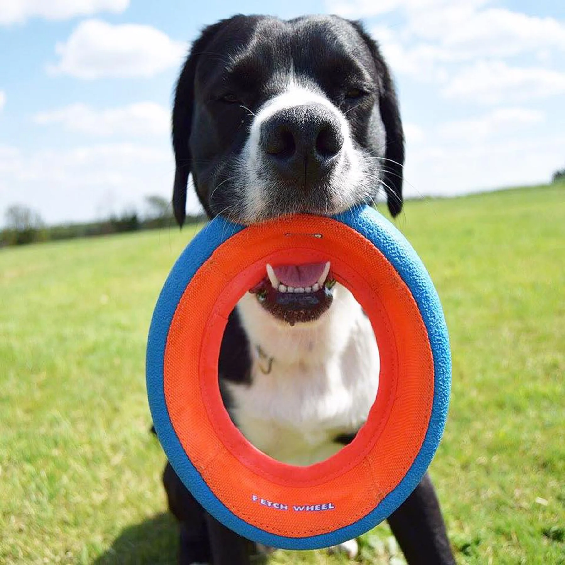Chuckit! Fetch Wheel Dog Toy - Image 6