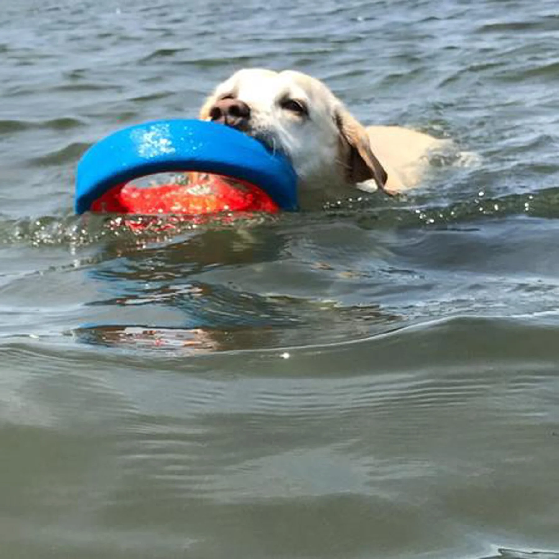 Chuckit! Fetch Wheel Dog Toy - Image 7
