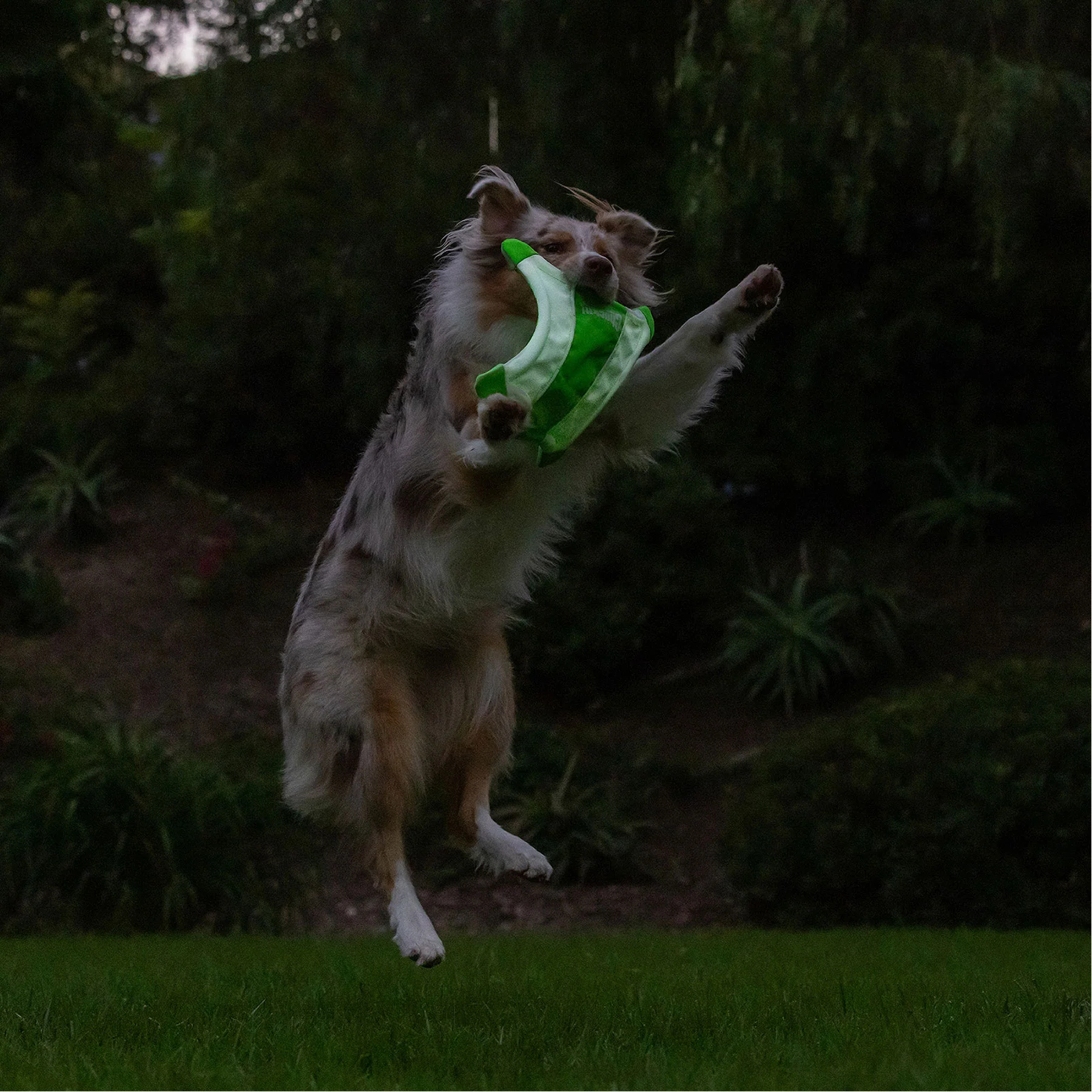 Chuckit! Max Glow Flying Fetch Squirrel - Image 5
