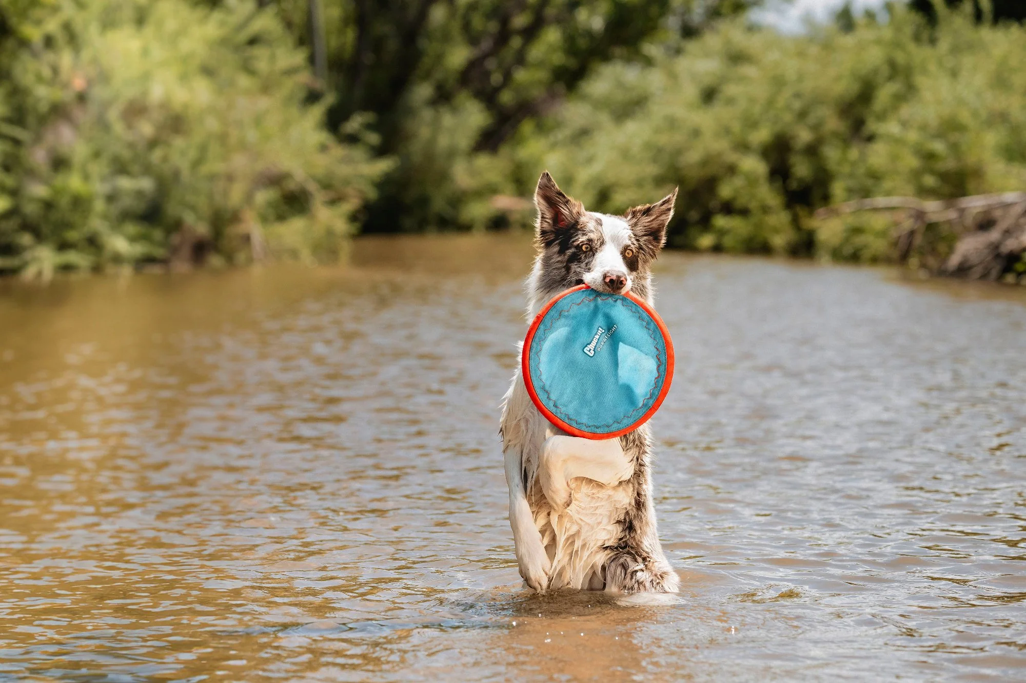 Chuckit! Paraflight Flyer Dog Toy - Image 6