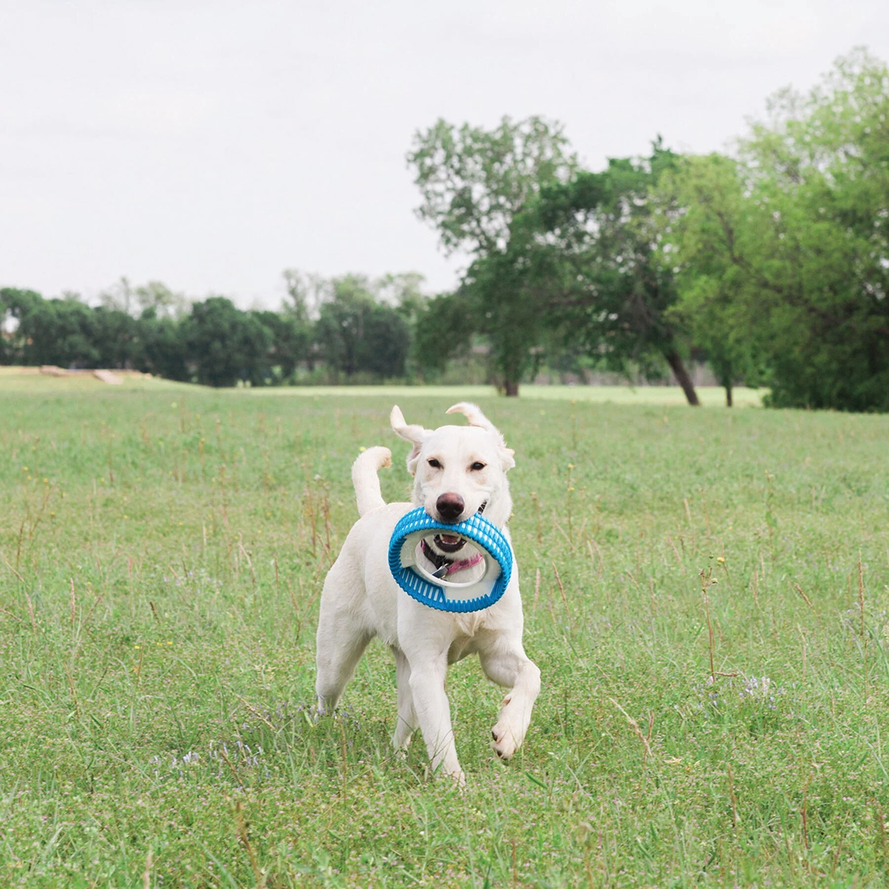 Chuckit! Rugged Fetch Wheel - Image 4