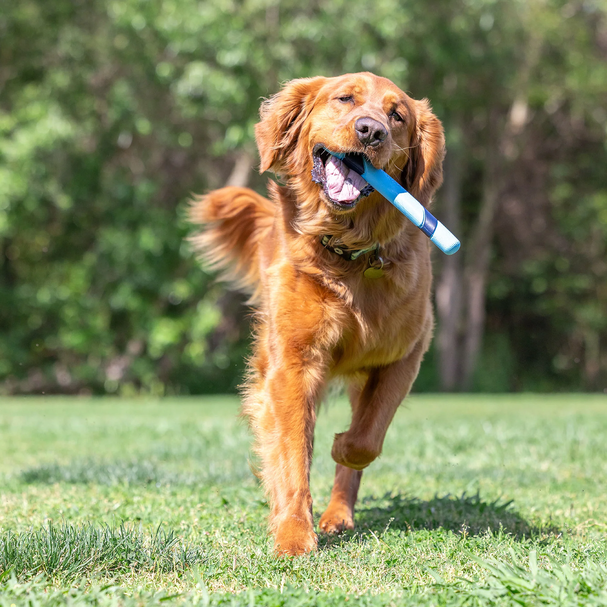 Chuckit! Bacon Scented Sniff Fetch Stick - Image 5