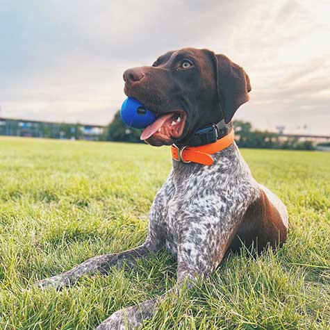 Chuckit! Super Crunch Ball - Image 5