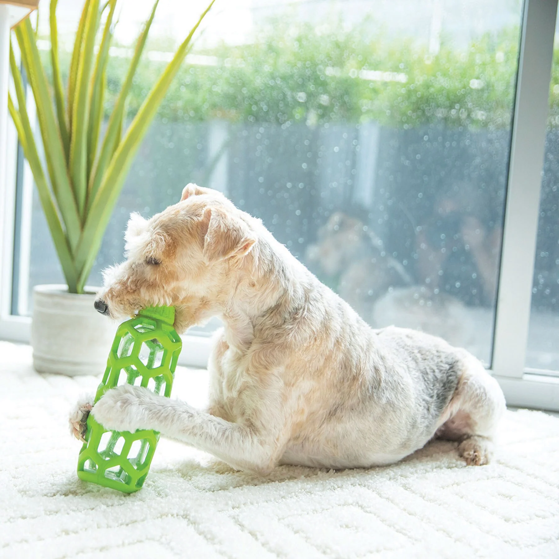 JW Hol-ee Water Bottle Dog Toy - Image 3