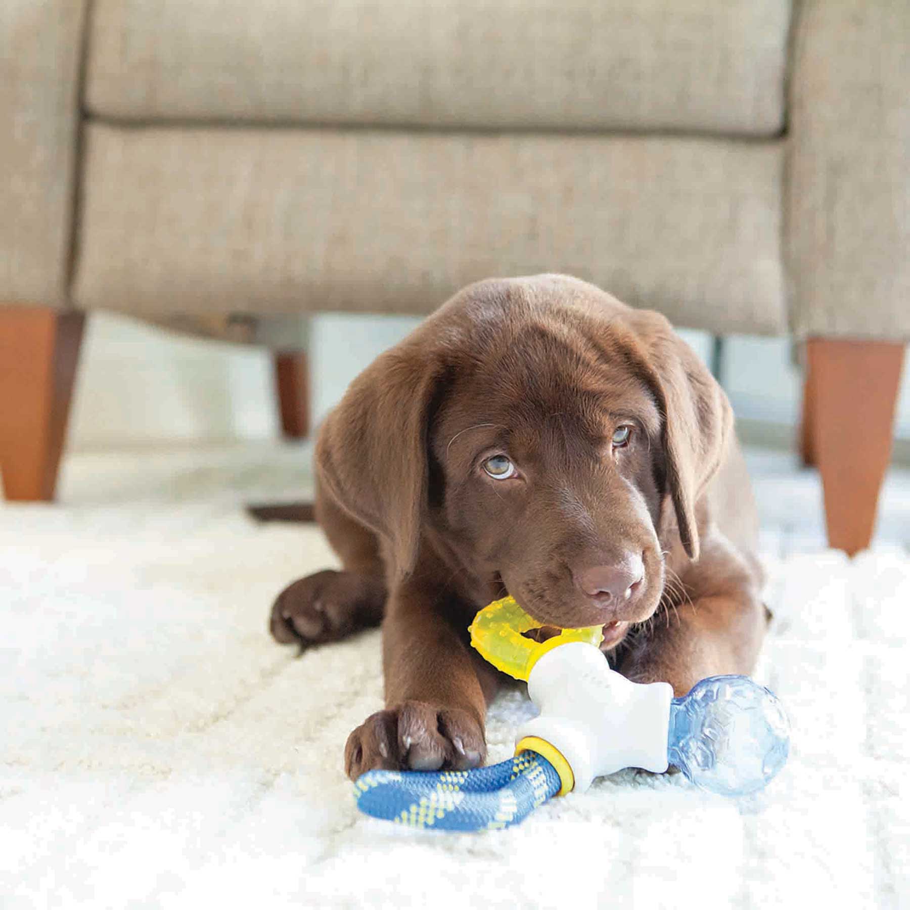 JW Puppy Connects Teething Chew Toy - Image 4