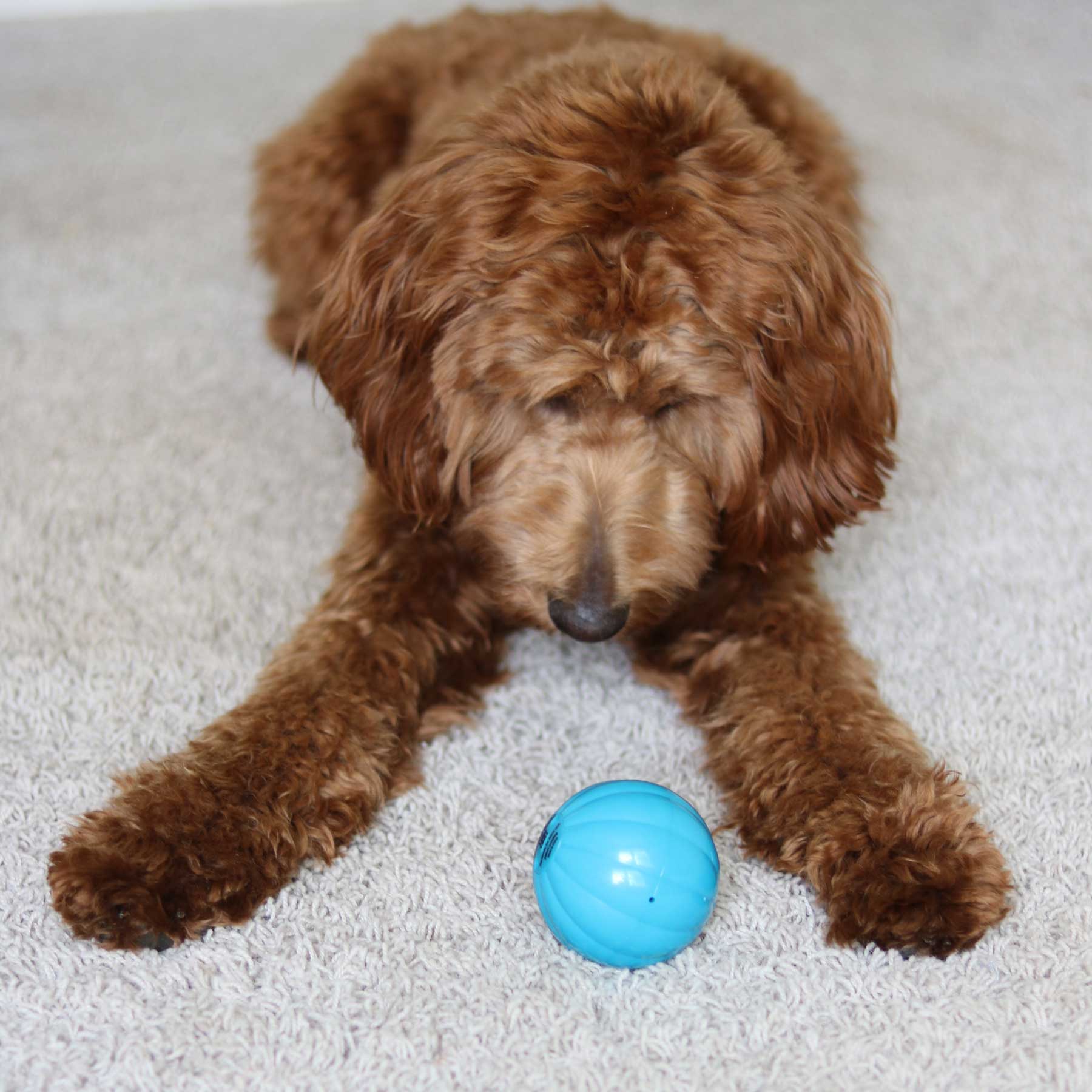 Pet Qwerks Talking Babble Ball - Image 5