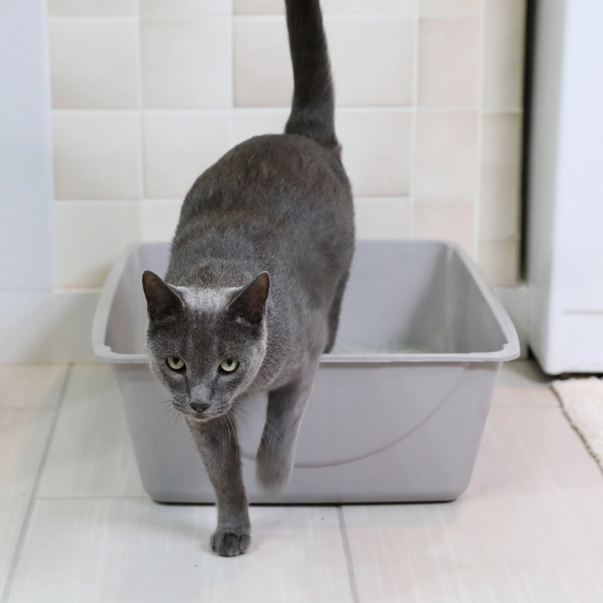 Petmate Basic Litter Box - Image 8