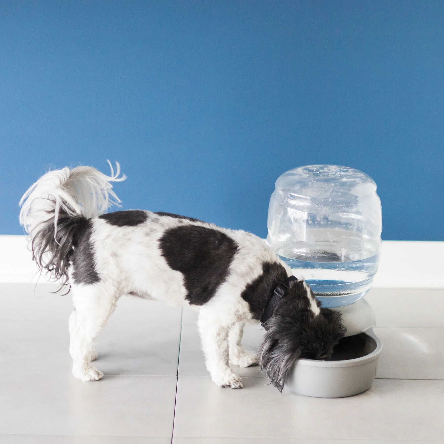 Petmate Replendish Pet Waterer With Microban - Image 10