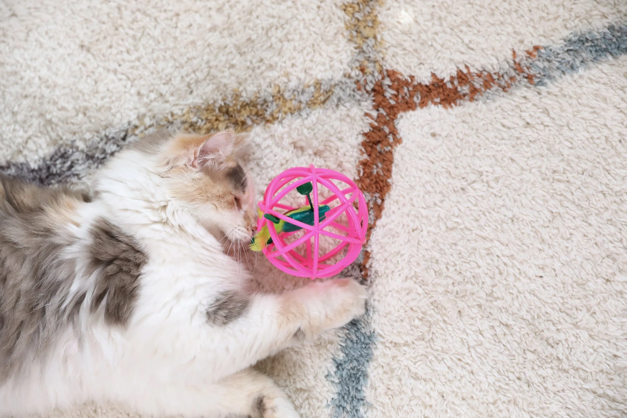 Quirky Kitty Guacmeowy Ball of Fury Fury - Image 3